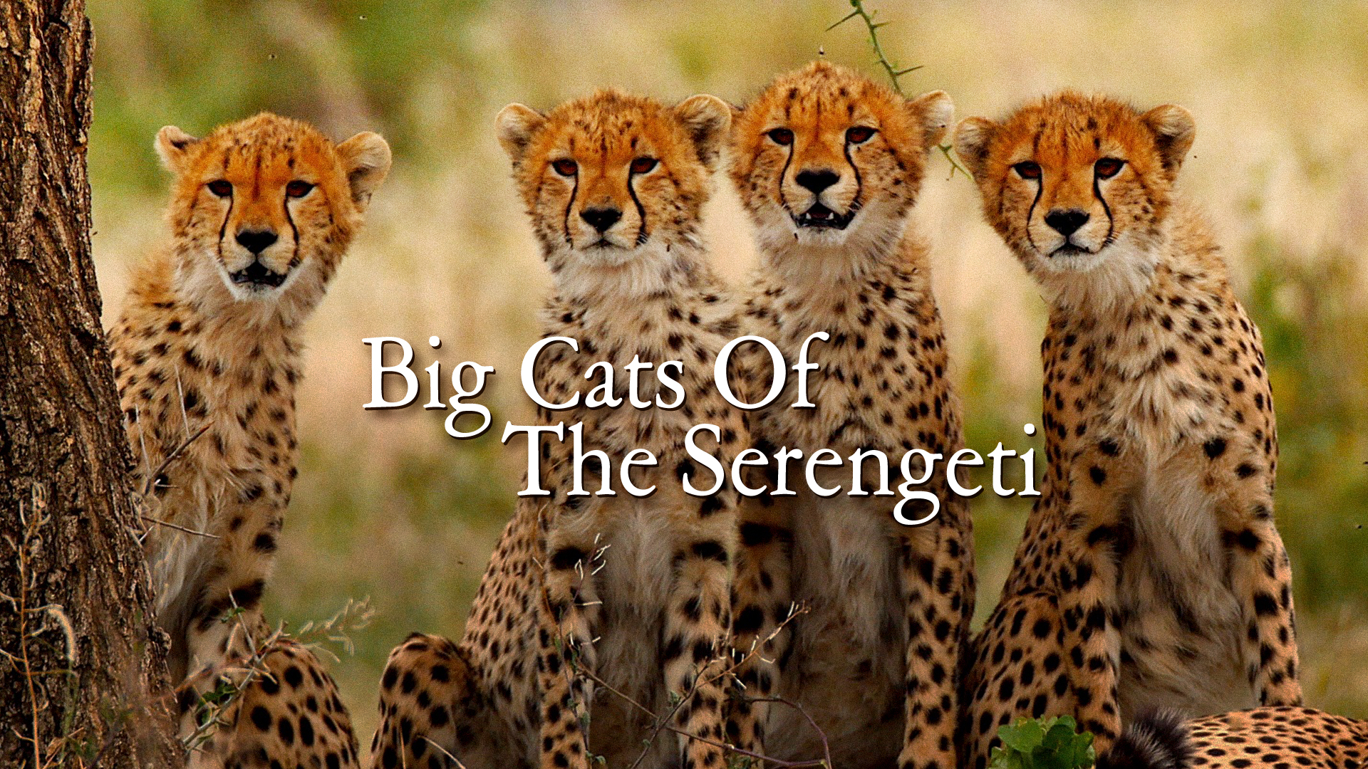 Великі коти Серенгеті